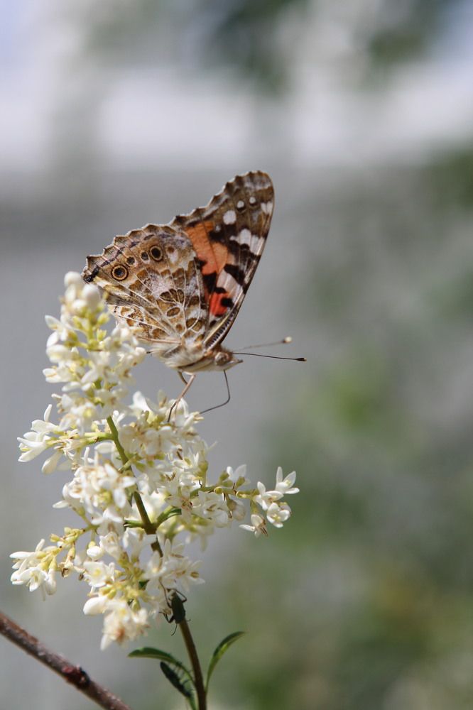 Photograph by Елена Глуховкина