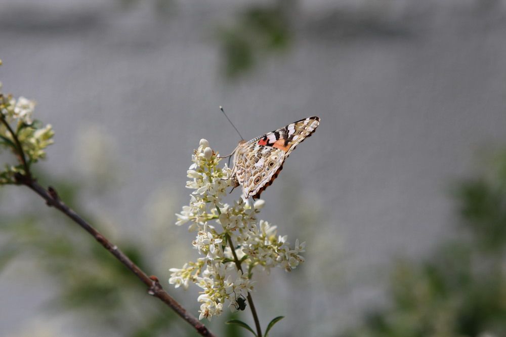 Photograph by Елена Глуховкина