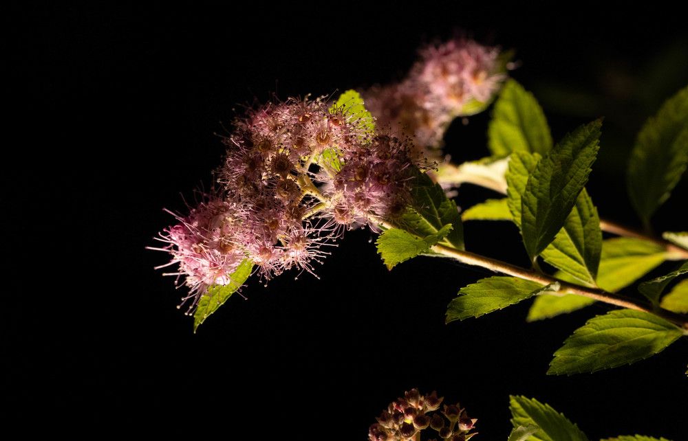 Photograph by Щепанов Дмитрий