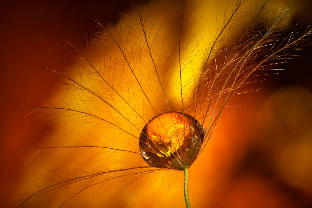 Photograph by Boris Bekelman