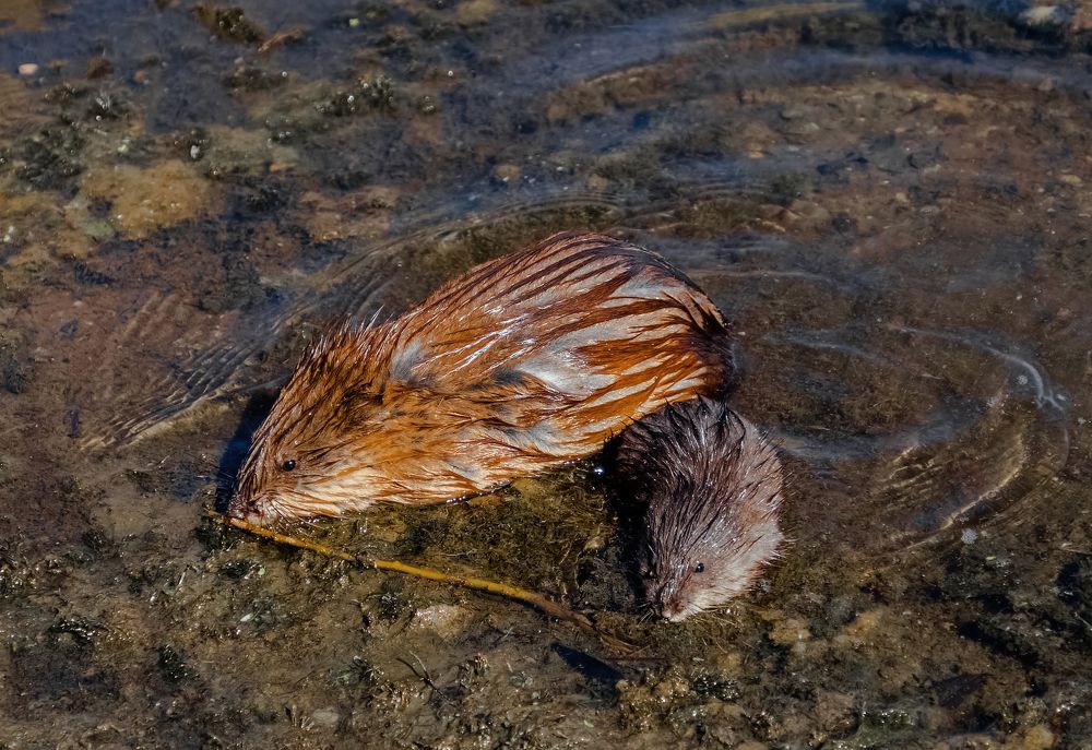 Photograph by Николай Диордиев