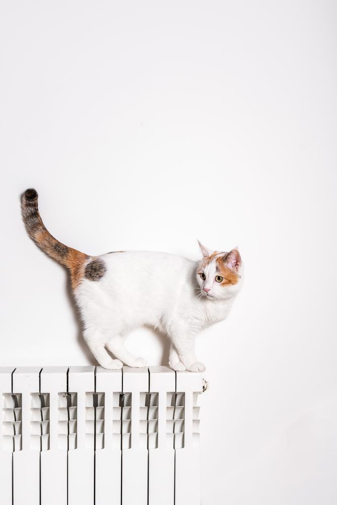 Photograph by Iman Barin