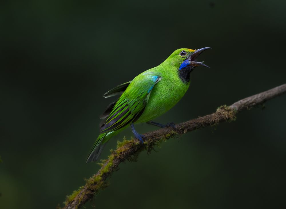 Photograph by Harsha Devalla