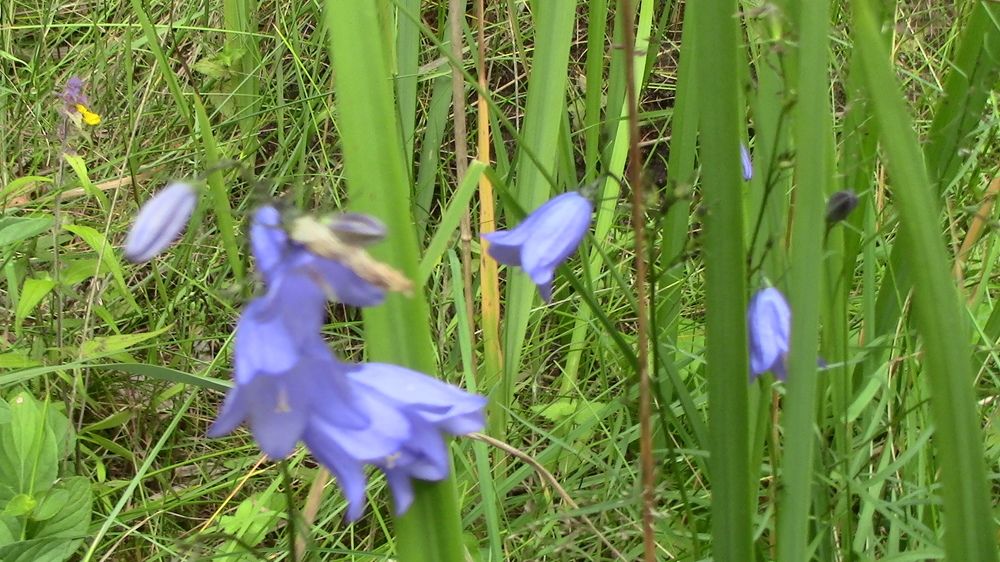 Photograph by Ирина Степановна Азаренкова