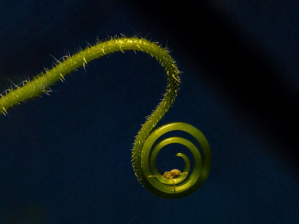 Паучок Спайси приготовился  к космическому полету