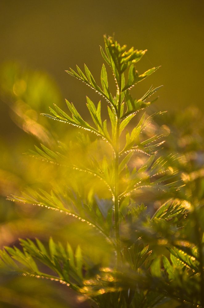 Photograph by Ольга Мокрова