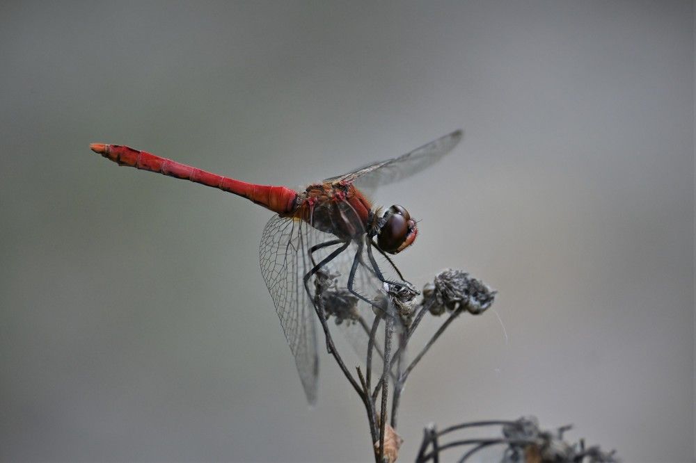 Фотография автора IRINA FILIPPOVA