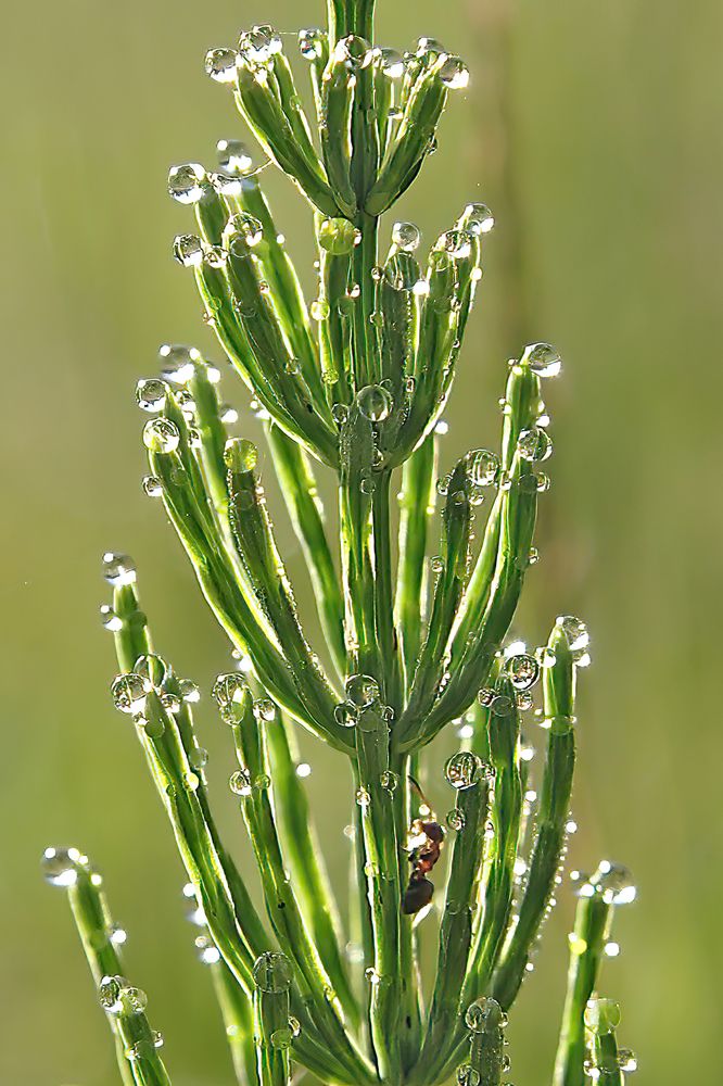 Росяное утро