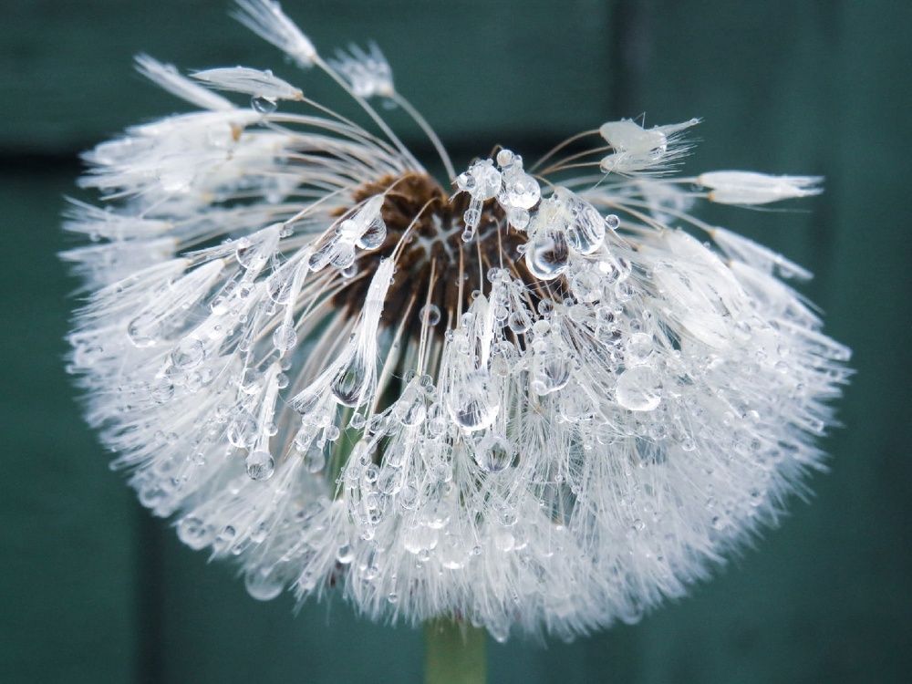 Photograph by Елена Гарипова