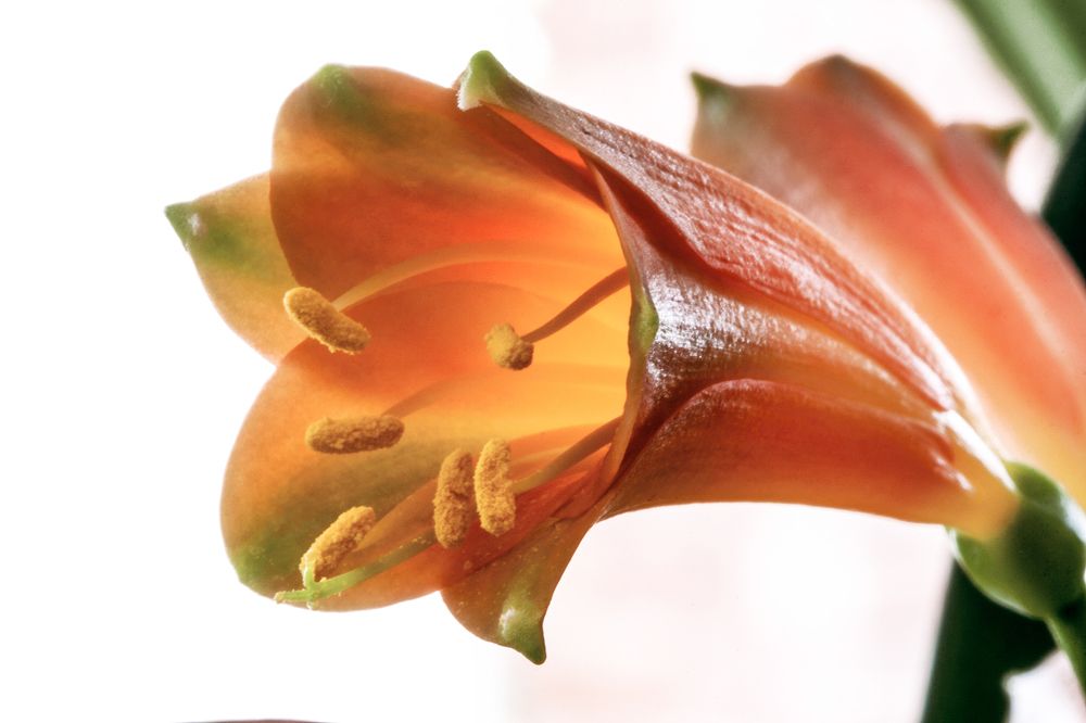 Photograph by Midge Engelbrecht