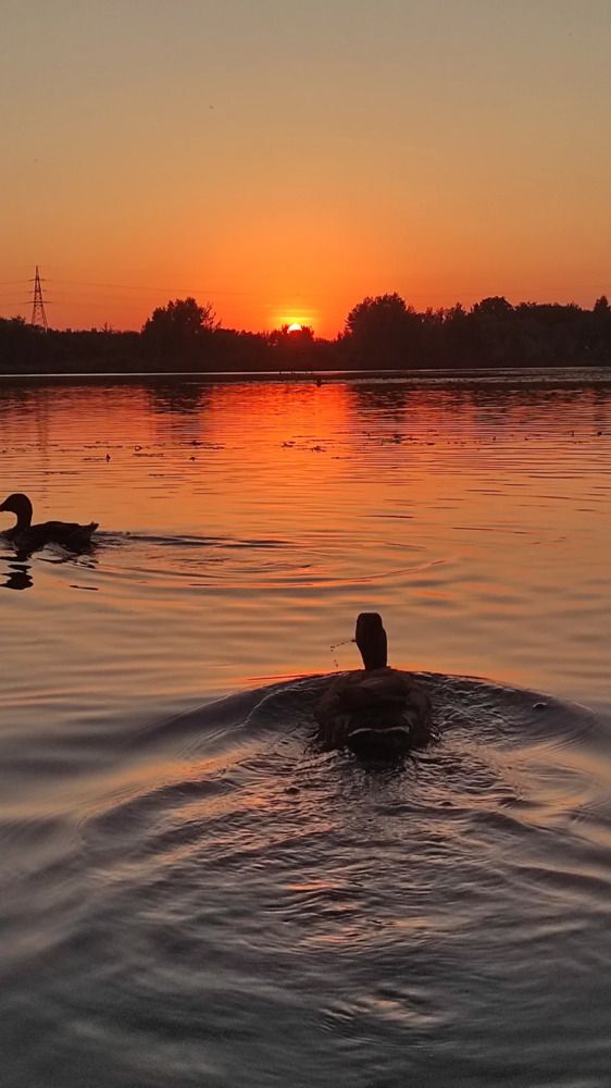 Фотография автора Елена Драко