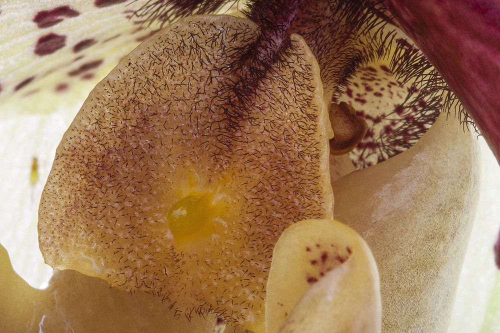 Photograph by Midge Engelbrecht