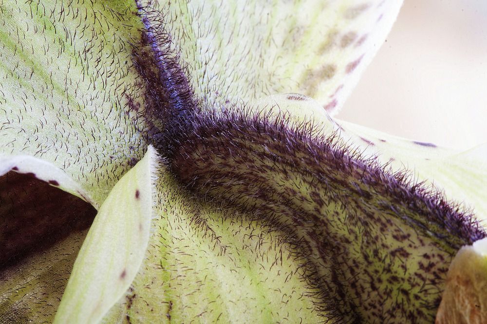 Photograph by Midge Engelbrecht