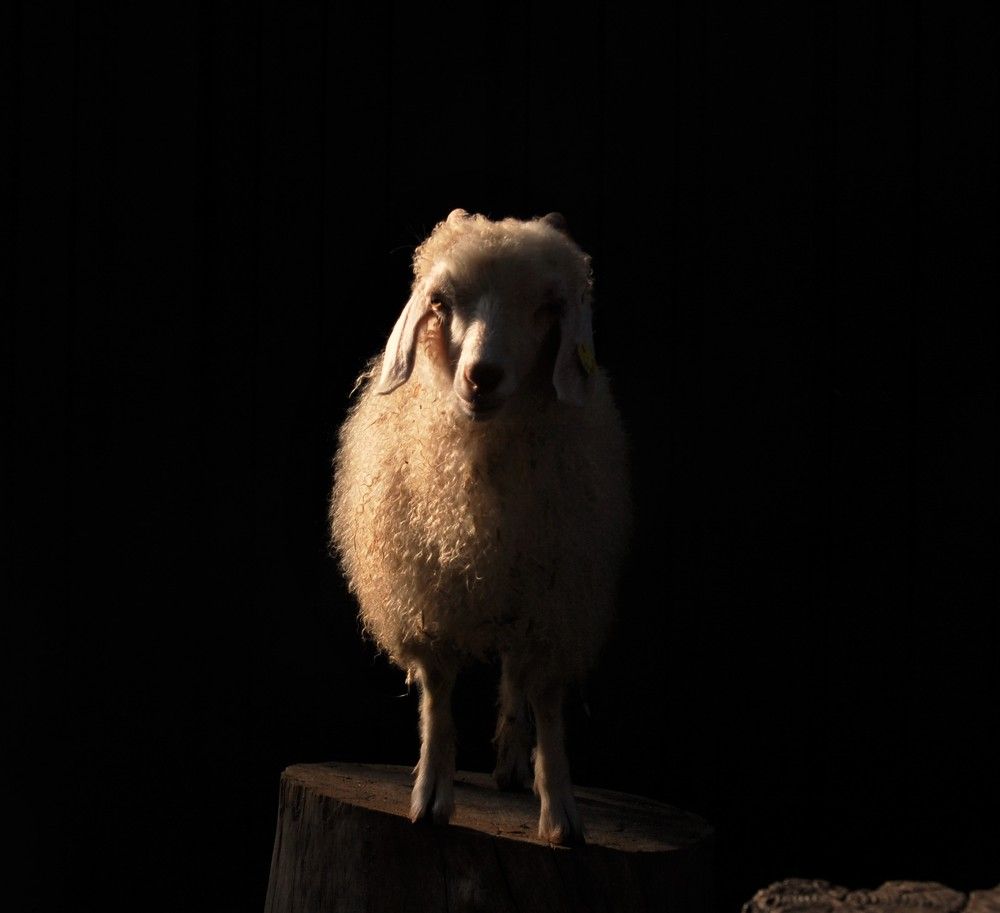 Фотография автора Ася Бабушкина