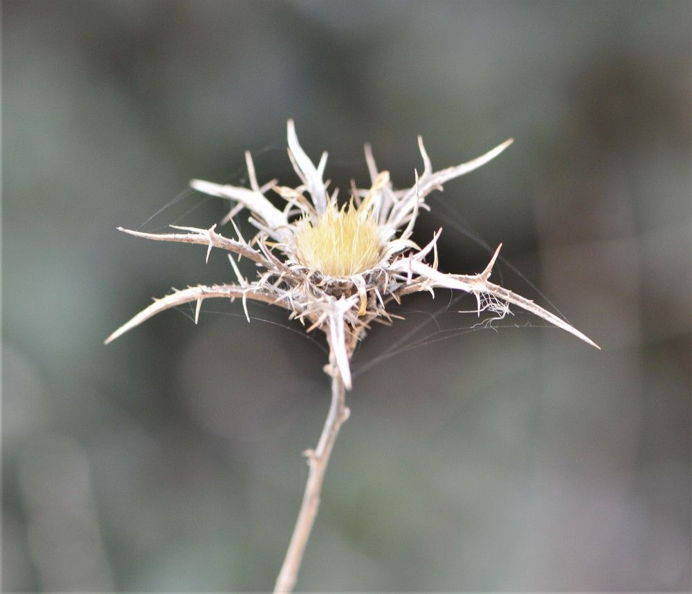 Фотография автора Ася Бабушкина