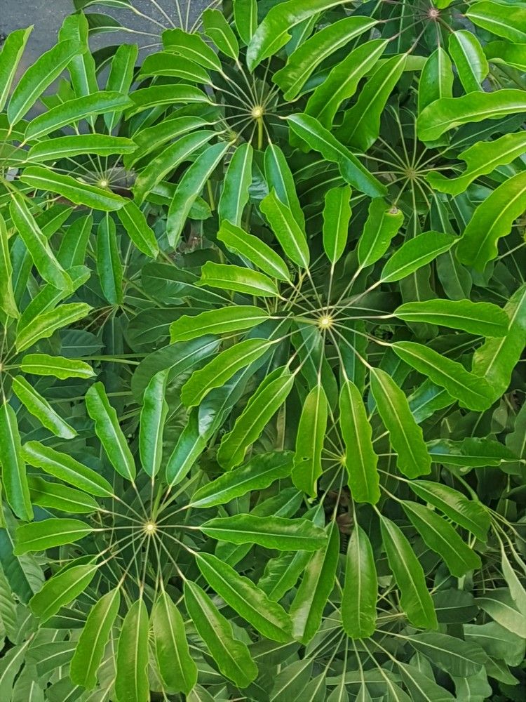 Фотография автора Ася Бабушкина