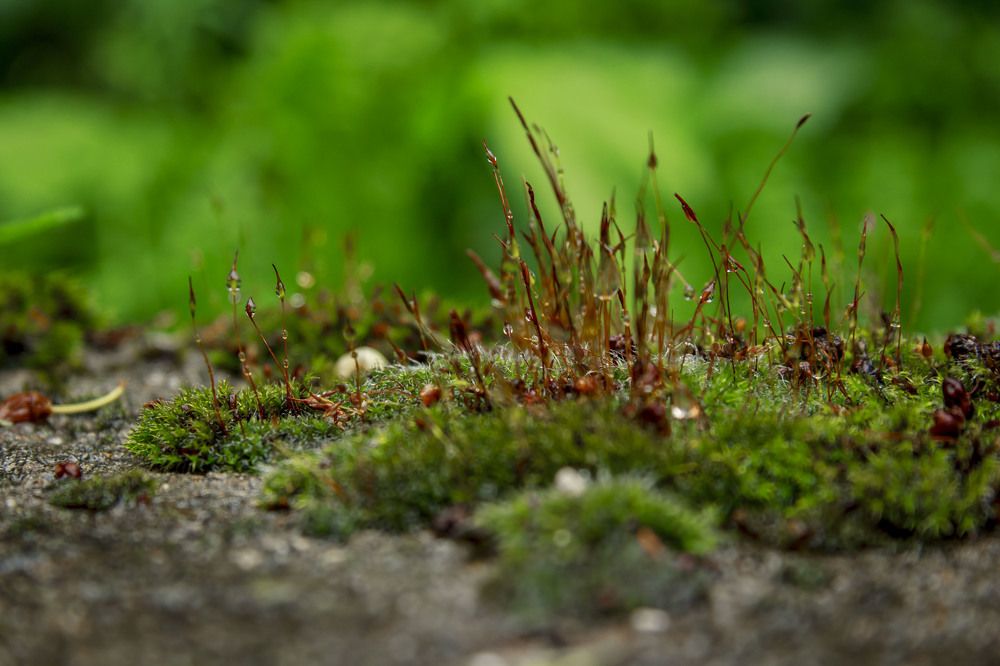 Photograph by Игорь Сидун