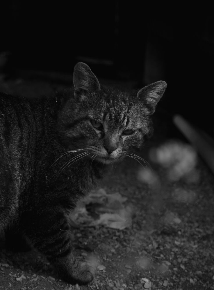 Photo #9517687