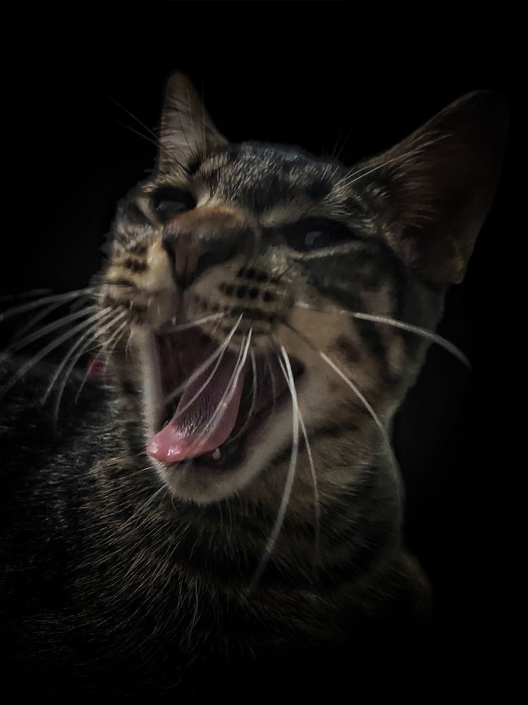 Photograph by Dayssi