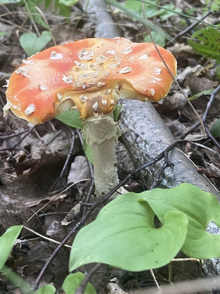 Photograph by Елена Мусина