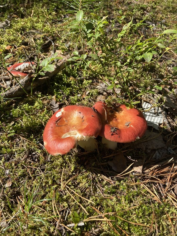 Photograph by Елена Мусина