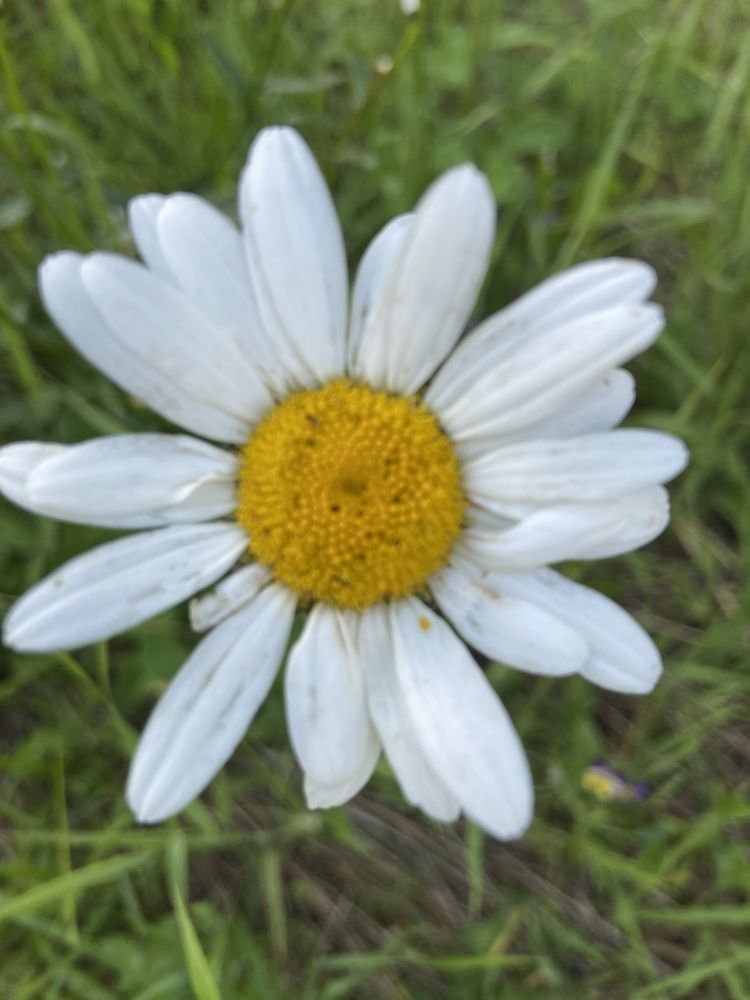 Photograph by Елена Мусина