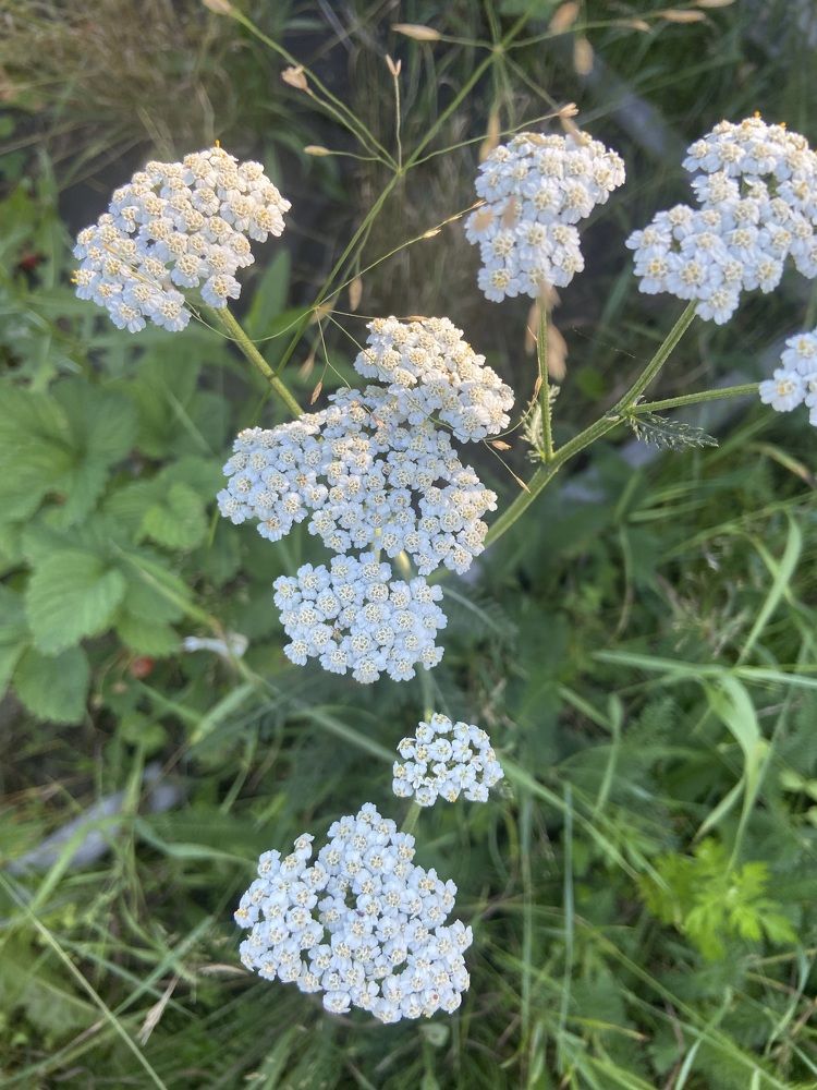 Photograph by Елена Мусина