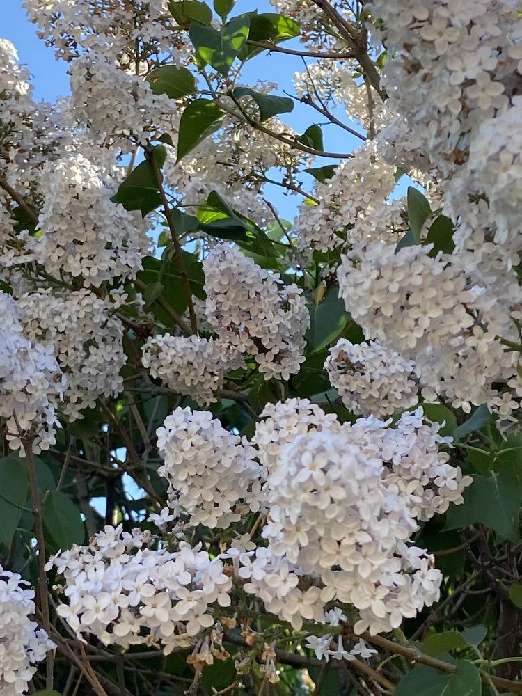 Photograph by Елена Мусина