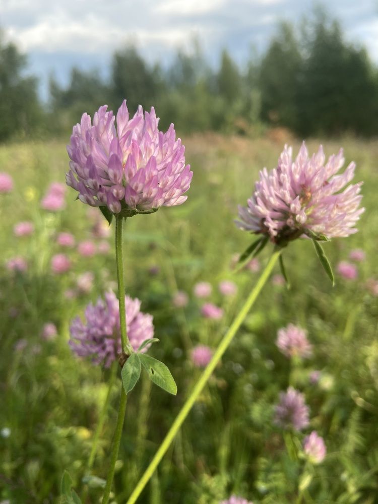 Photograph by Елена Мусина