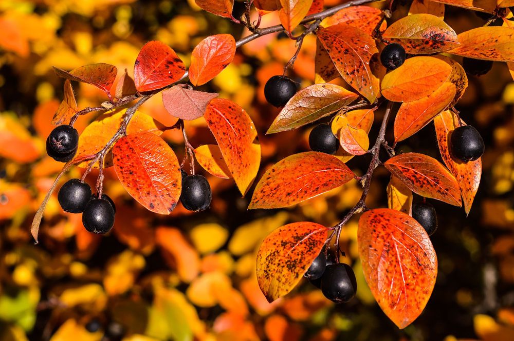 Photograph by Ирина Александрович