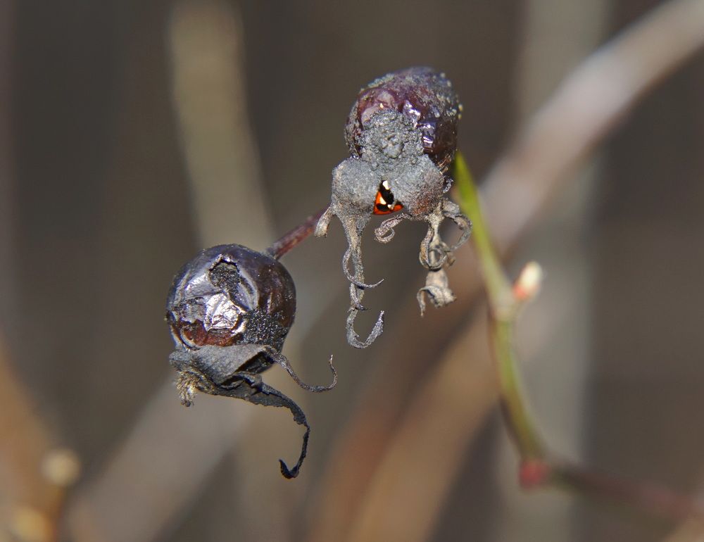 Photograph by Ави Христова