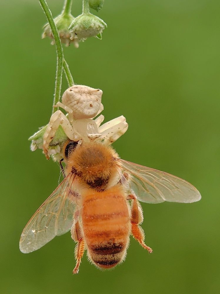 Crab Spider with Kill...