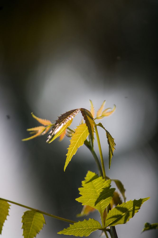 Photograph by Muhammed Junaid A P