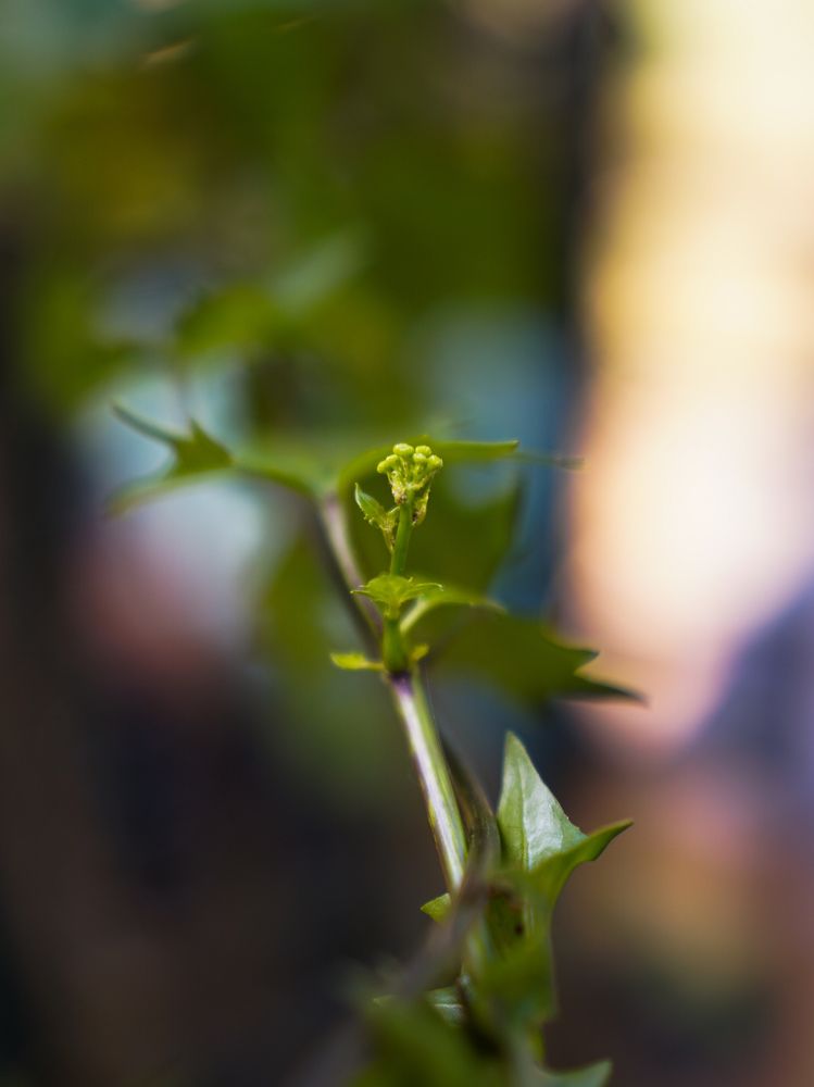 Photograph by Muhammed Junaid A P