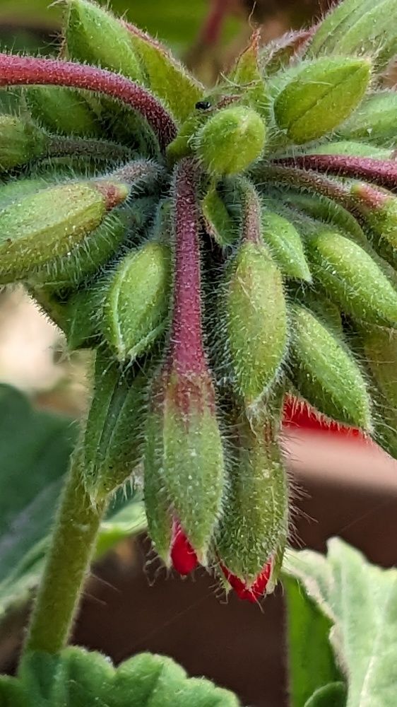 Gorgeous red is still to come...