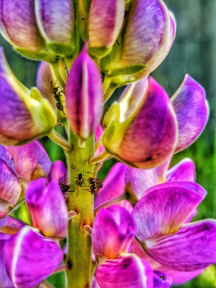 Photograph by Дайана