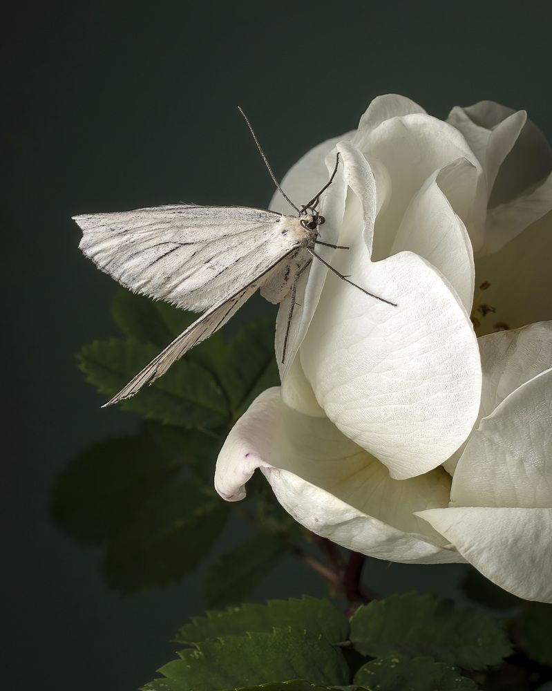 Photograph by Людмила Железнова