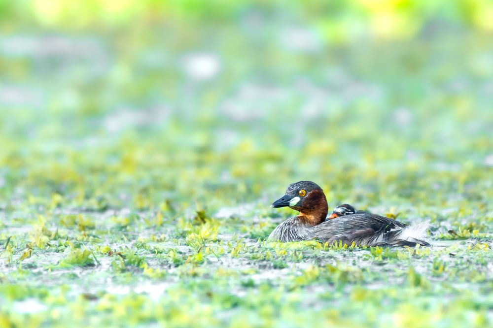 Photograph by Siddhartha Roy Choudhury