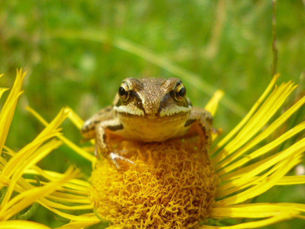 Солнечный лягушонок