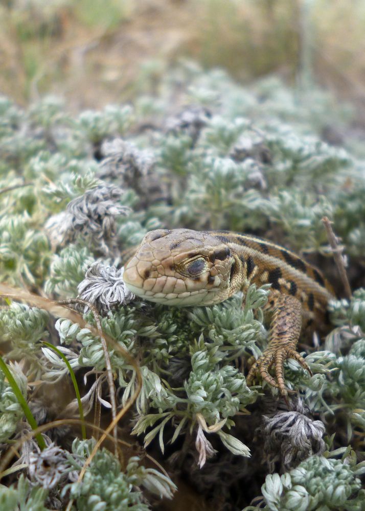 Пепельный дракончик ??