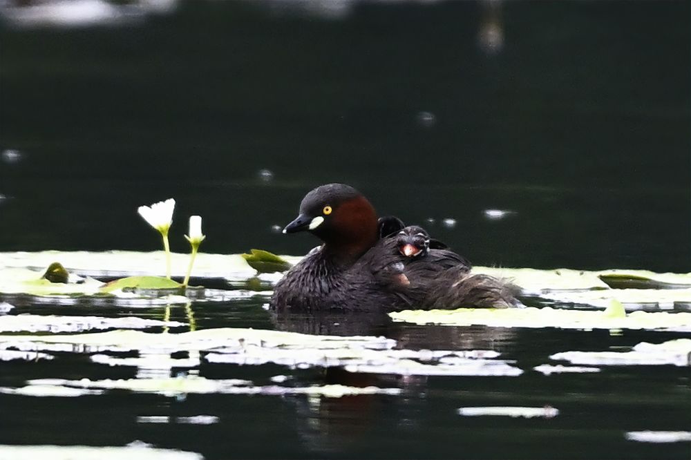 Photograph by Shirley irantha Sooriyaarachchi