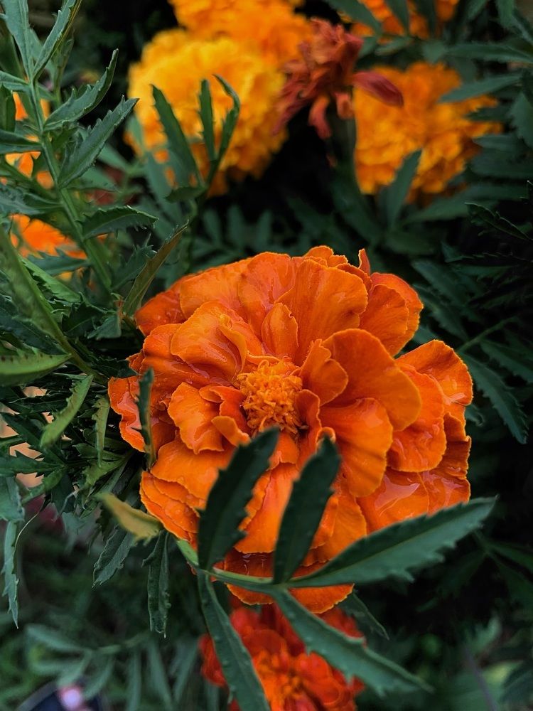 Photograph by Анна Пигулевская