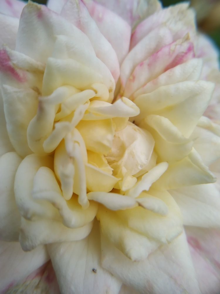 Photograph by Оксана Артимович