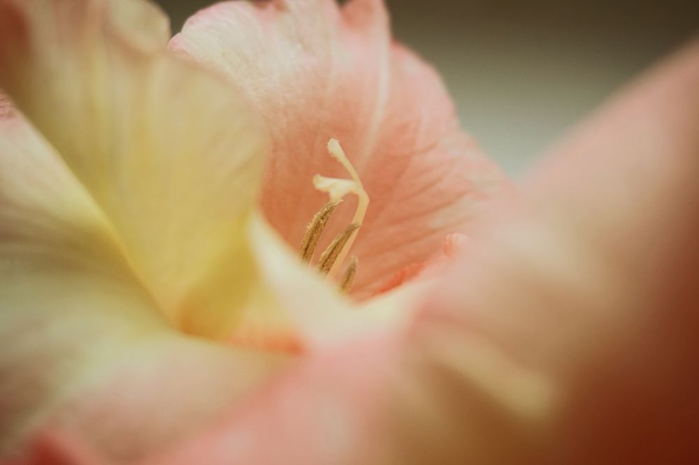 Photograph by Александра Пецевич