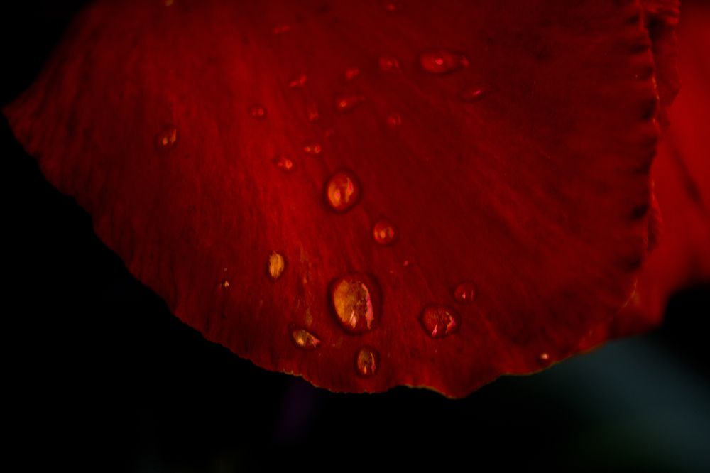 Photograph by Régis Santos