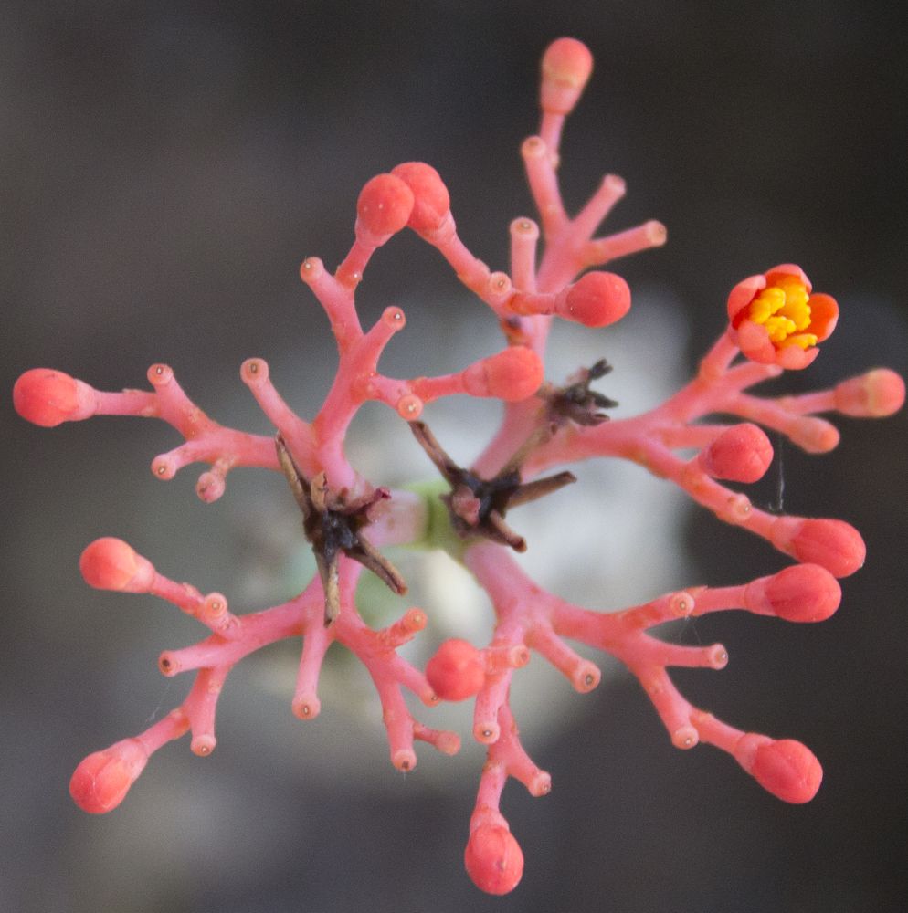 Photograph by Régis Santos