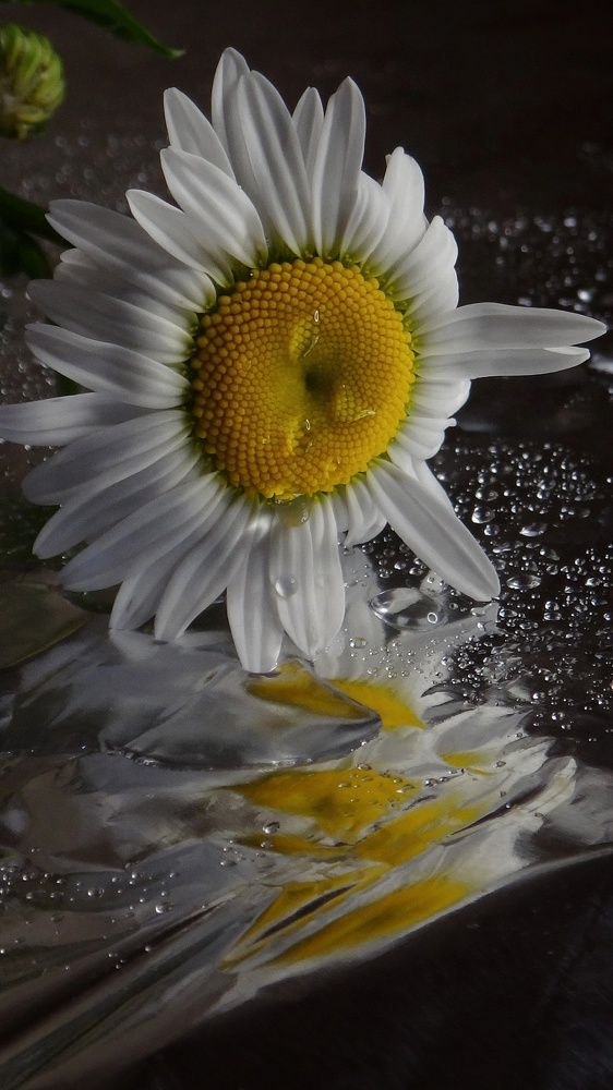 Photograph by Елена Силантьева