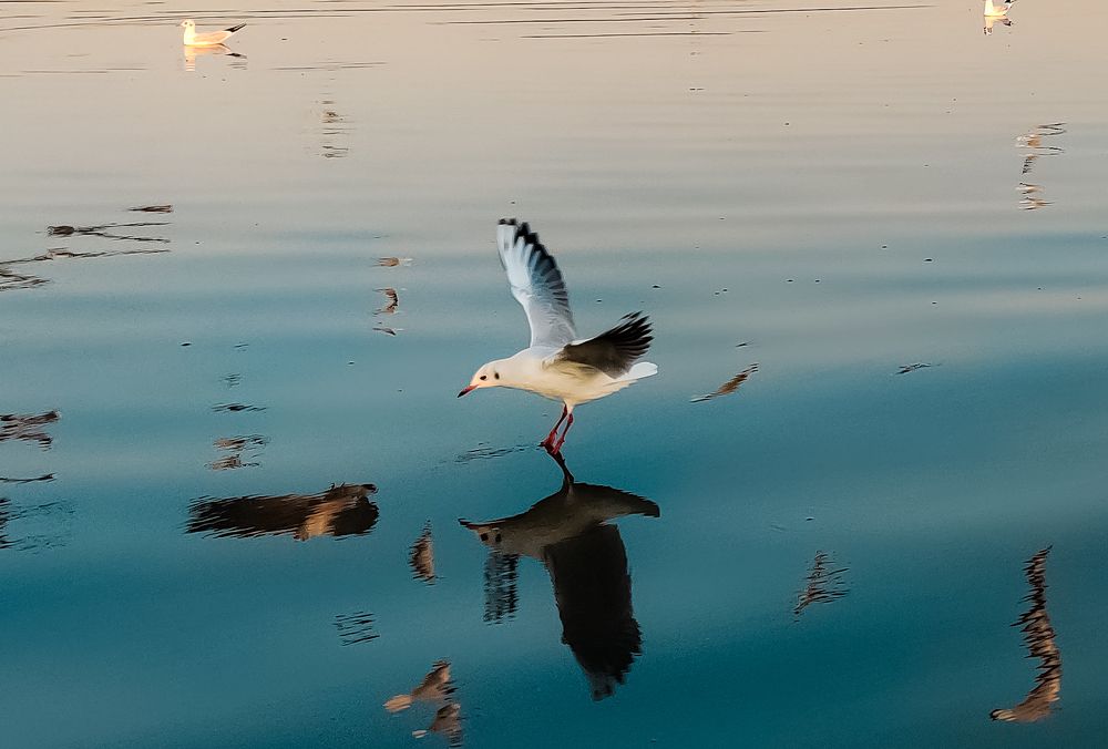 Seagull Serenity