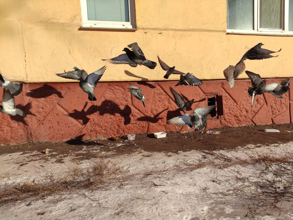 Photo #9518961