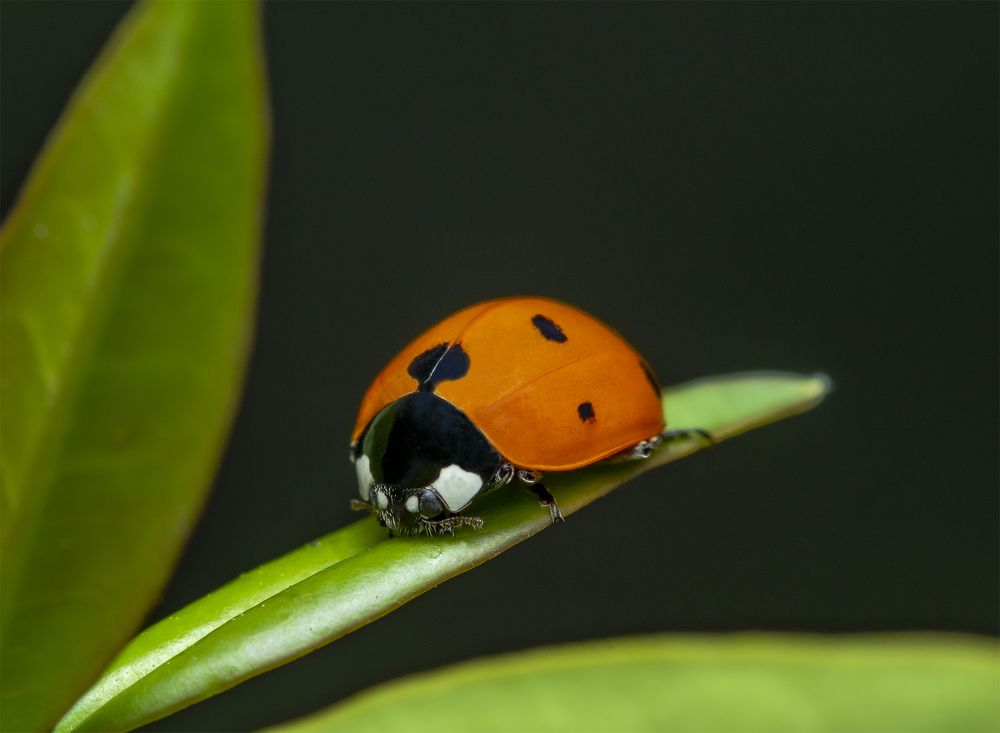 Photograph by Сергей Белов